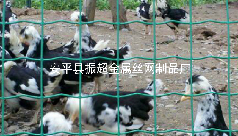 圈雞鴨用鋼絲網-http://m.mh1831.com