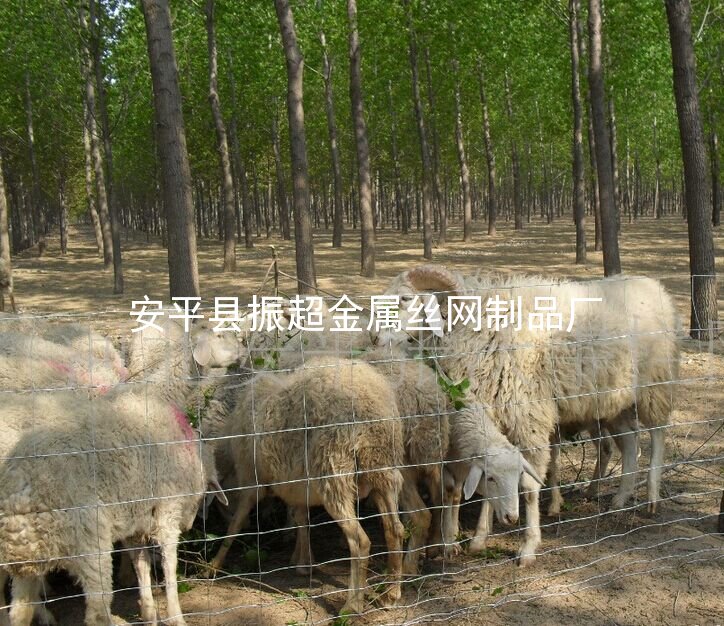 養殖防護網 養羊鐵絲網-http://m.mh1831.com
