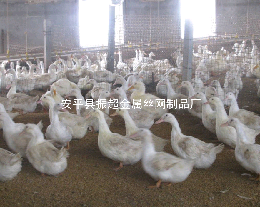 圈鴨鐵絲網,圈鴨圍擋-m.mh1831.com