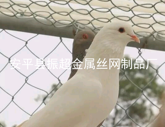 圈鴿子圍網，鴿子籠-m.mh1831.com